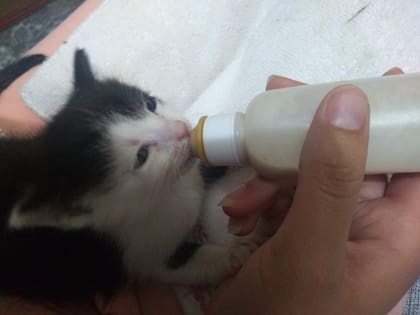 Higo fue rescatado con una semana de vida y alimentado a mamadera.