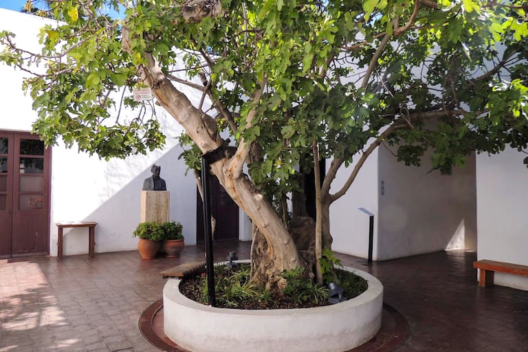 .Higuera de Doña Paula