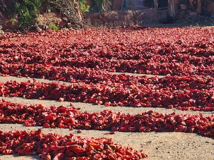 Hileras de pimientos, antes de embolsar.