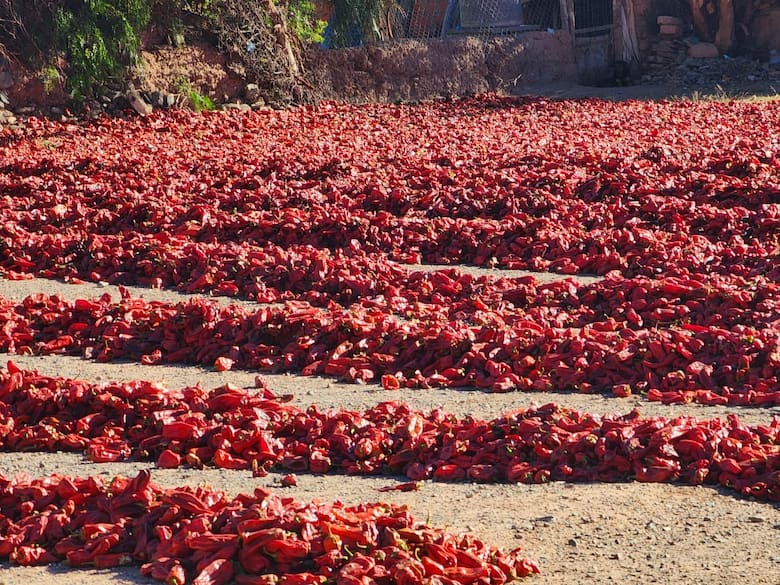 De Payogasta a Angastaco: la ruta del pimentón en Salta