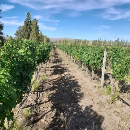 Hileras de vid con las sierras de fondo