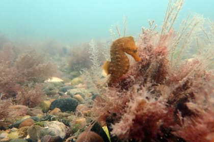 Hipocampo Patagónico, el caballito de mar más austral encontrado en el Océano Atlántico