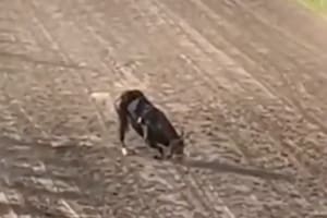 Hipódromo de Rosario: un caballo se quebró las patas delanteras y fue sacrificado en plena carrera