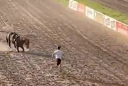 Hipódromo de Rosario: un caballo se quebró las patas delanteras y fue sacrificado en plena carrera