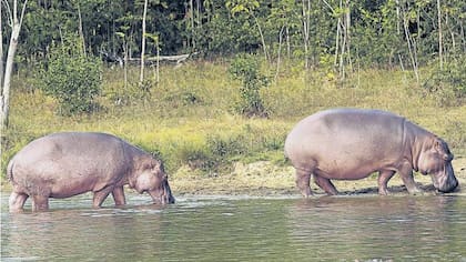 Hipopótamos de la Hacienda Nápoles

Foto: Archivo El Tiempo