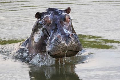 Hipopótamos de Pablo Escobar iban a recibir la eutanasia