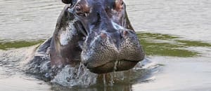 Así será la eutanasia que aplicarán a los hipopótamos de Pablo Escobar