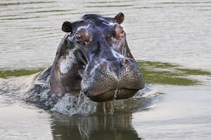 Así será la eutanasia que aplicarán a los hipopótamos de Pablo Escobar