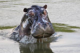 Así será la eutanasia que aplicarán a los hipopótamos de Pablo Escobar