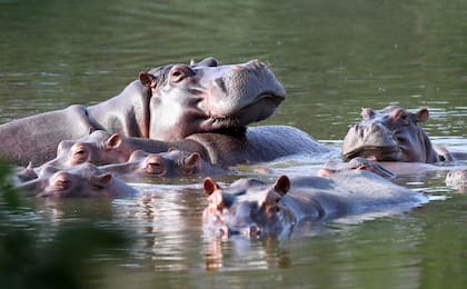 Hipopótamos flotan en el lago del parque Hacienda Nápoles, una vez propiedad del narcotraficante Pablo Escobar, en Puerto Triunfo, Colombia