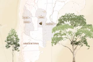 El largo viaje de la semilla que llegó desde Australia y transformó el paisaje argentino