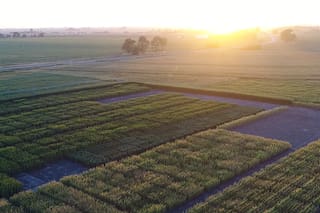 Por qué este año conviene el maíz tardío