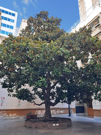 Histórica magnolia que florece cada noviembre en el patio de la escuela