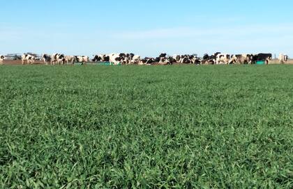 Históricamente, la brucelosis afectaba el 12,5% de los establecimientos en la Argentina, reduciéndose al 10% actual