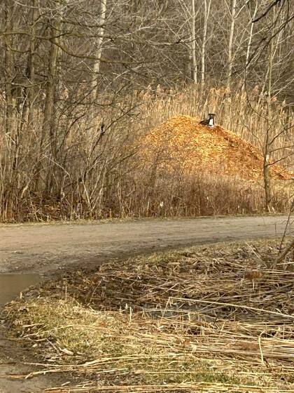 Hizo un pequeño nido en una pila gigante de hojas secas.