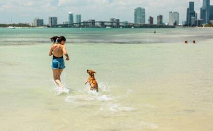 Hobie Beach admite perros: se los ve chapoteando en sus aguas tranquilas y poco profundas.