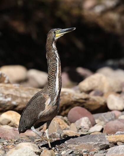 Hocó oscuro, una de las aves más buscadas por quienes practican avistaje en EcoPortal de Piedra.