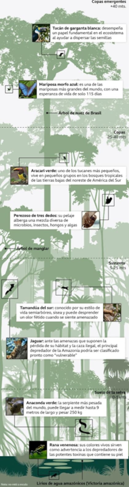 Hogar de millones de especies animales y vegetales, cada capa de la selva tropical sustenta su propia re de vida