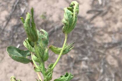 Hojas achinadas, tallos sin crecer, pérdida de calidad y de productividad, algunos de los daños que alertan los productores