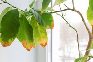 Hojas dañadas: lo que realmente afecta a tus plantas de interior