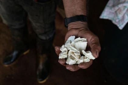 Hoy, de una planta de coca se puede sacar más base de cocaína, la base de la sustancia final.