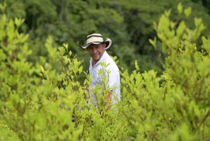 La mayor productividad de la hoja de coca supone una paradoja para el campesino: más cosechas pero también más producto que no siempre logra vender.