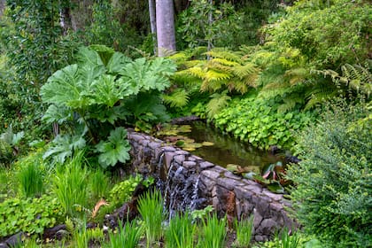 Hojas de diferentes texturas y distintos tonos de verde al borde de un estanque