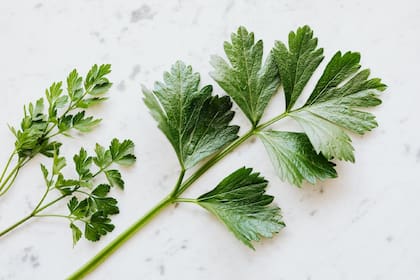 Hojas de perejil (Foto Pexels)