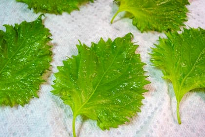 Hojas de shiso, de un verde brillante y listas para usar.