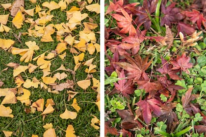 Hojas sobre el pasto del Ginkgo biloba (izq.) y Acer palmatum (der.)