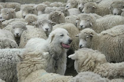 Los productores crían una especie de "perros protectores" para cuidar a las ovejas