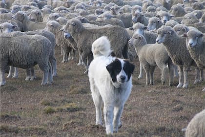 Uno de los perros protectores de la estancia Guazú-Cué