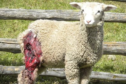 Los perros asilvestrados atacan a las ovejas, pero no se las comen. Los productores aseguran que es parte de un "juego" instintivo