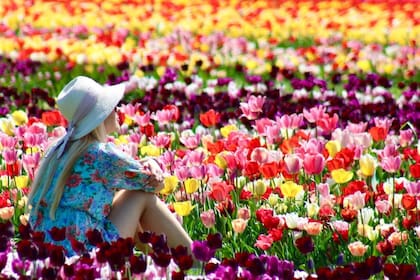 Holland Ridge Farms es conocida principalmente por sus 8 millones de tulipanes, que los visitantes pueden ver y recoger (hollandridgefarms)