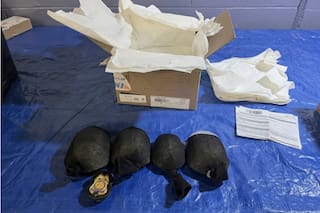 Hombre de Nueva York trató de enviar 850 tortugas a Hong Kong de contrabando