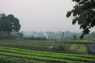 Hombre estadounidense y su hijo mueren tras ser atacados por avispas en Laos