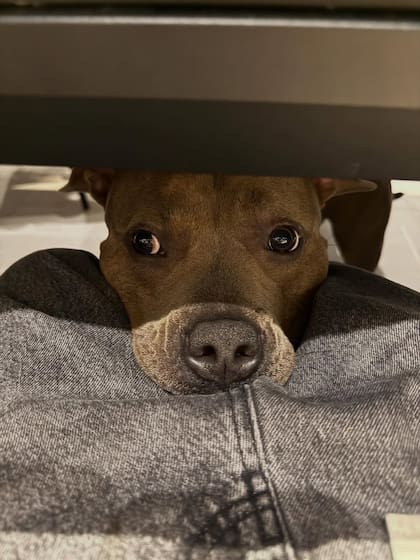 Homero, el perro de la familia, muy presente en las redes sociales