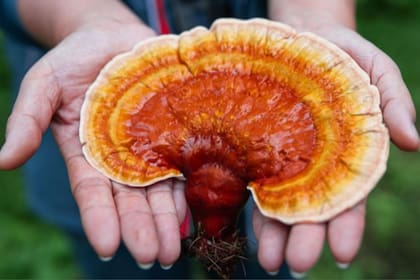Hongo reishi (Ganoderma lucidum).