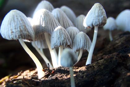 El cucumelo, hongo que se usa para el tratamiento de microdosis