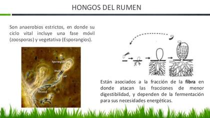 Hongos del rumen