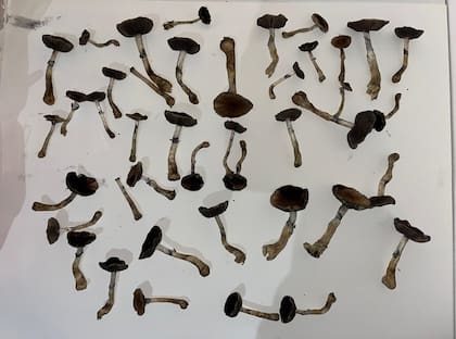 Hongos en proceso de disecado en el departamento de Marcela, evitando la luz solar directa para no degradar la calidad de la psilocibina