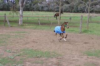 La yegua que se aferró a la vida y fue coprotagonista de un récord mundial