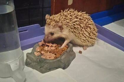 Hope instalada en su nuevo hogar y con alimento que cubre sus necesidades