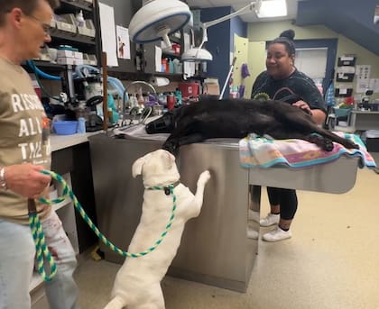 Hope recibió asistencia en la clínica veterinaria del refugio.
