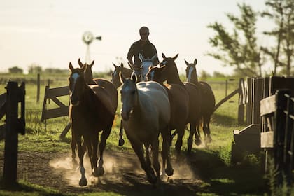 "Para nosotros lo natural era ser exitosos. Papá había ganado dieciocho abiertos, mi tío Alberto Pedro, diecisiete. Ganar era lo lógico, llegar a diez goles, también", sostuvo Horacio.