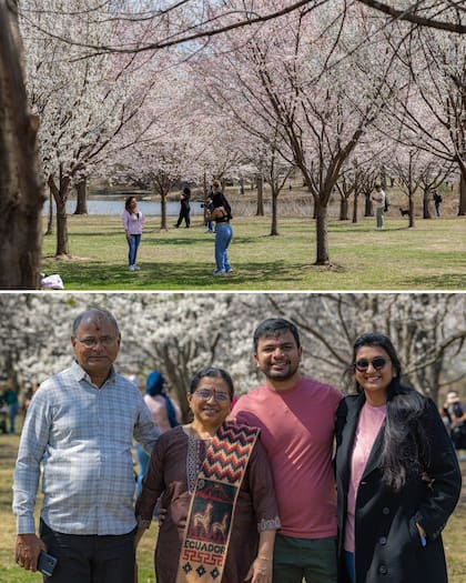 Horarios y reglas para visitar los cerezos en Jackson Park