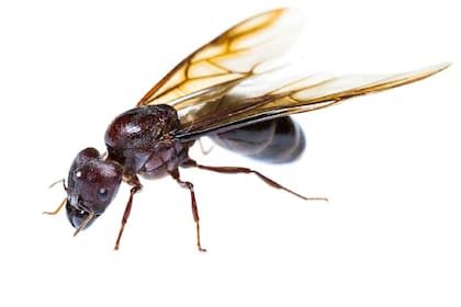Hormigas aladas
