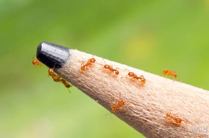 Hormigas de fuego
