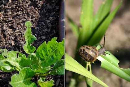 Hormigas y caracoles, dos plagas muy comunes.