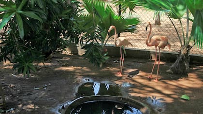 Dos pecaríes fueron robados el fin de semana del Parque Zoológico de Maracaibo, lo que pone el peligro al resto de los animales